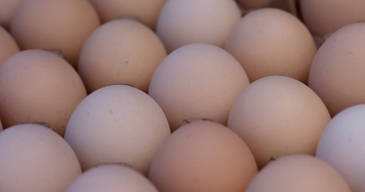 Why Do Brown Eggs Cost More Than White Ones?