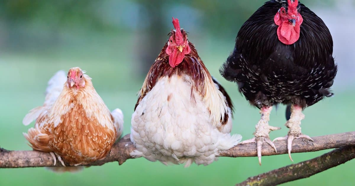 5 Mistakes That Make Your Chicken Dry