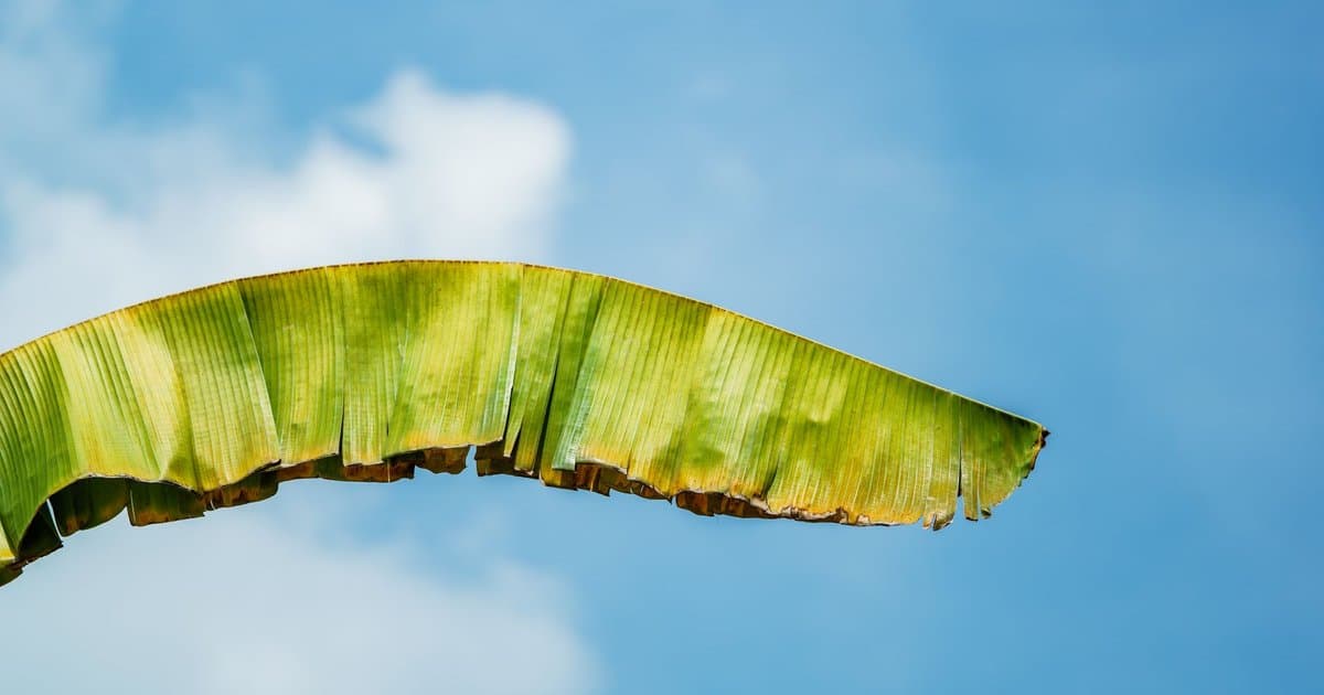 The One 401(k) Mistake That Leaves Free Money on the Table