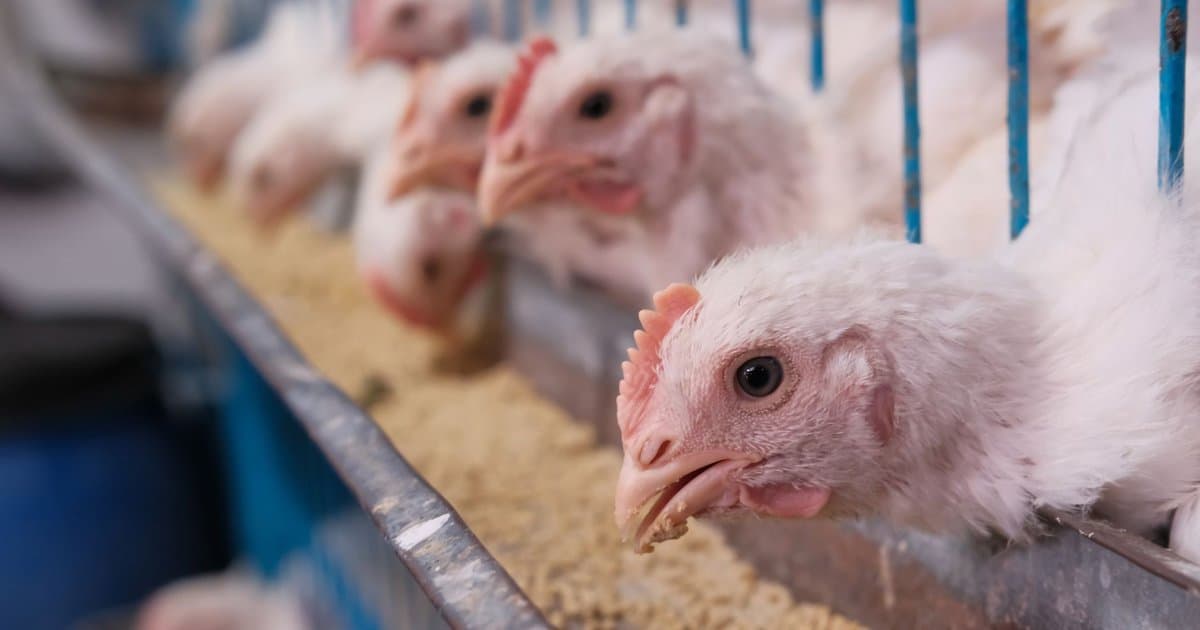 What Cage-Free and Free-Range Really Mean on Eggs