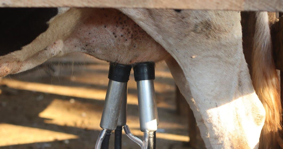 Milk Is Not at the Back to Trick You