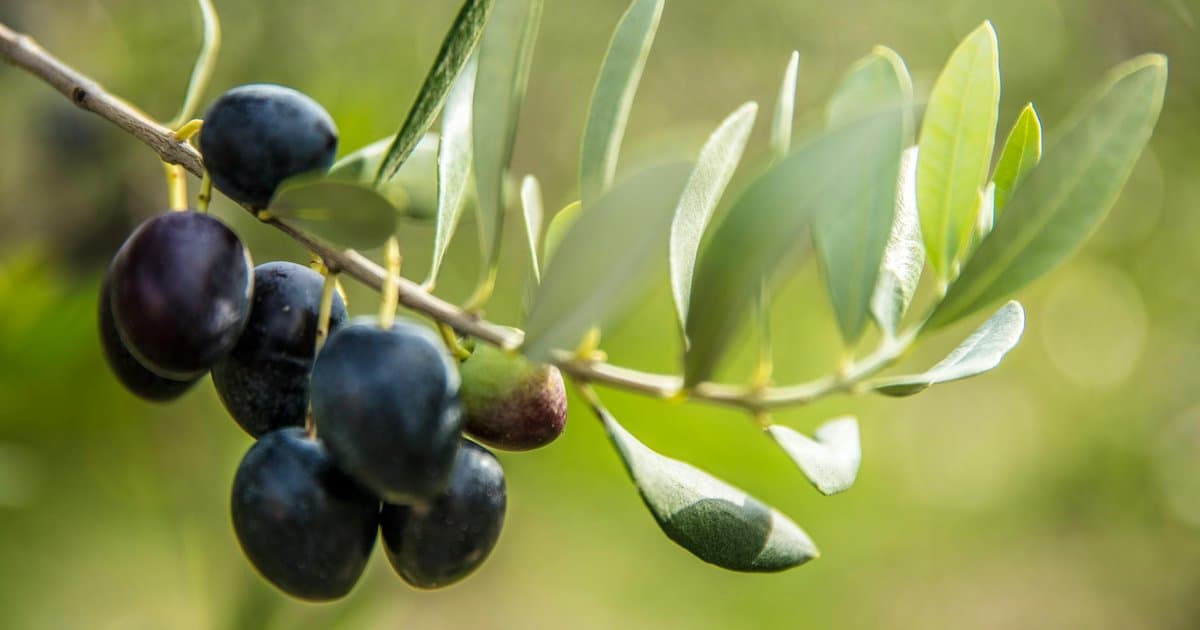 Skip This Olive Oil Step and Lose Its Health Edge