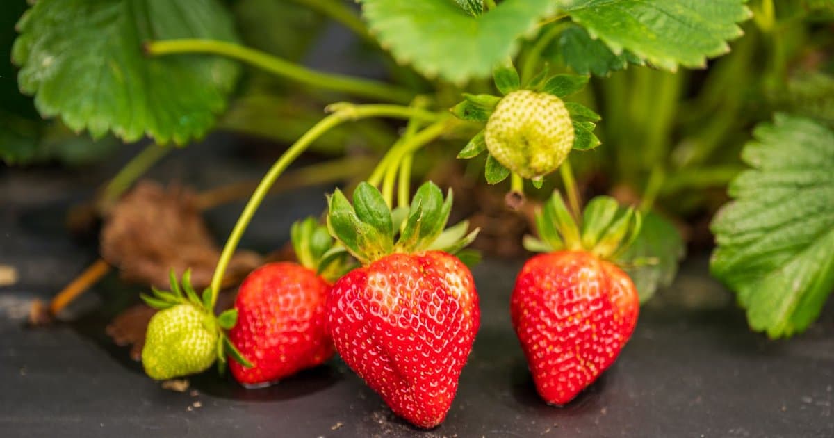 Strawberries Are Not Berries. Bananas Are.